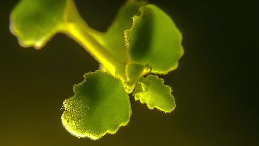 Macro botanical slideshow of delicate leaves and flowers with soft gentle background blur, subtle motion, and vivid natural details, creating a peaceful and calming nature inspired visual 