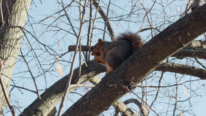 Squirrel perched on a tree branch, nibbling food while surrounded by bare winter branches. The bright sky and natural setting create a peaceful wildlife scene.