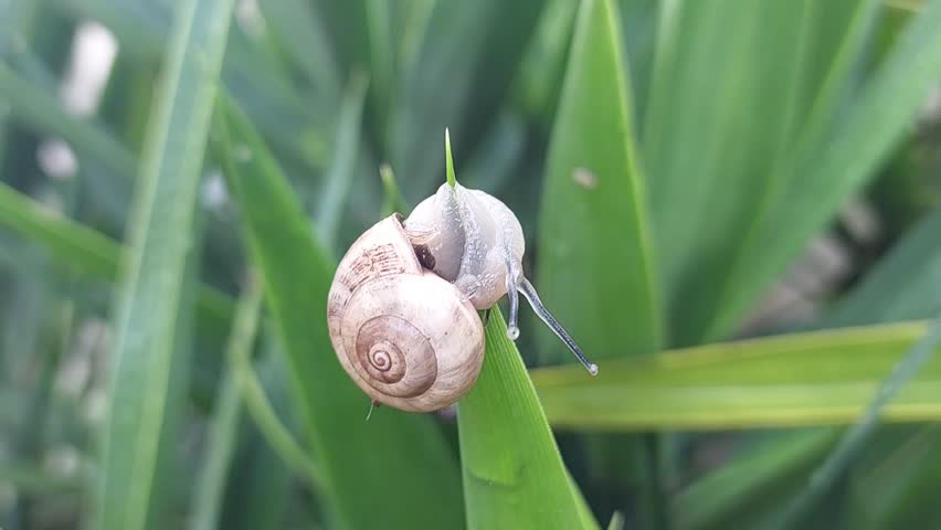 A snail slowly hugs the tip of a leaf in nature