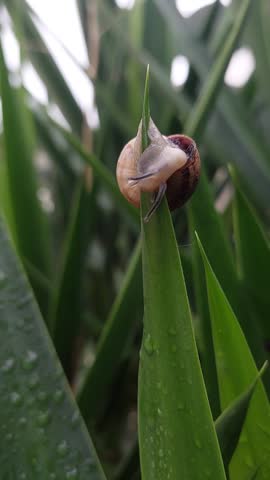 A snail slowly hugs the tip of a leaf in nature