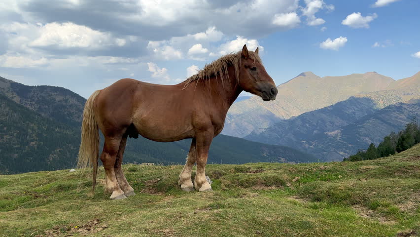 A lone horse standing on the Coll de Cabús plateau, on the mountain border between Andorra and Spain.