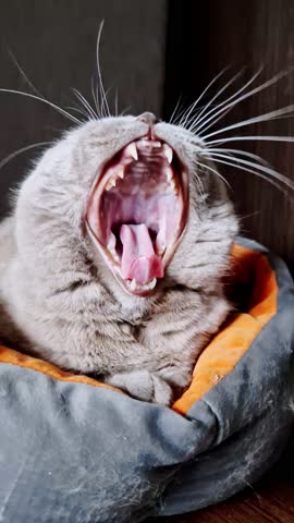 Vertical, close-up of a sleepy grey British Shorthair cat yawning widely while resting in its soft pet bed. Feline opens its mouth showing its pink tongue, palate, and sharp fangs before closing it.