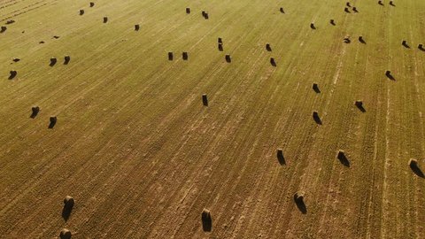 Drone Flying Forward Vertical Farmland View