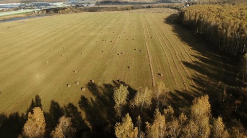 Backward Drone Flight above Forest Edge