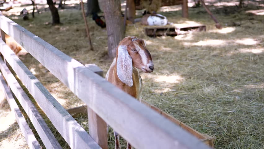 A brown goat with white ears stands in a pen near a wooden fence. Chickens and other animals are visible in the background, creating a lively farm atmosphere. This footage embodies rural life