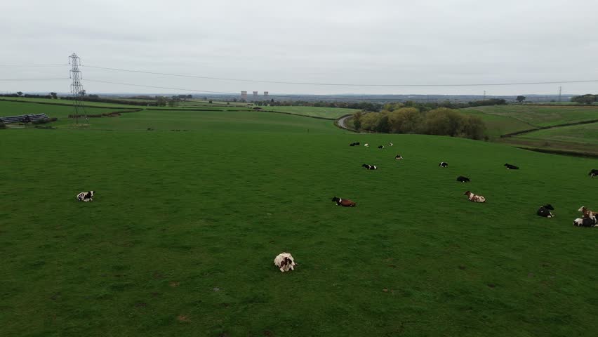A herd of cows are grazing in a lush green field. The cows are spread out across the field, with some standing and others lying down. The scene is peaceful and serene