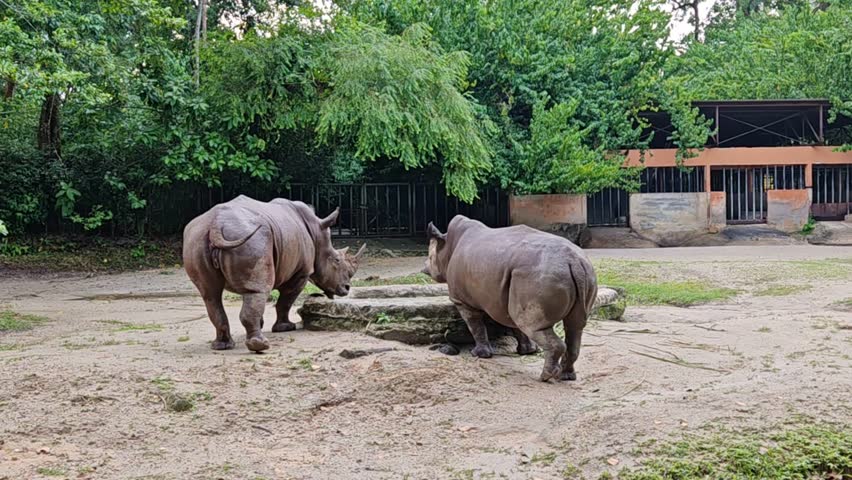 2 rhinos are eating in the zoo
