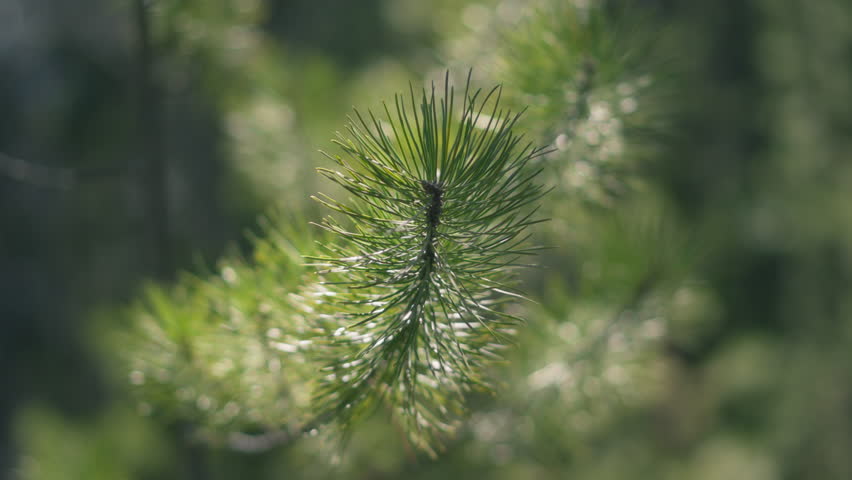 Close up of a pine tree branch with green needles in sunlight. Slow motion.