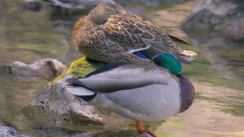 Mallard ducks standing on a rock in the lake. Slow motion.