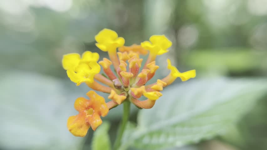  yellow and orange flowers blooming in a lush garden