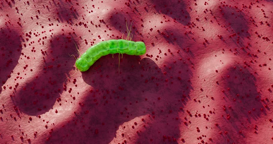 Bacterial organisms with long flagella spreading across moist tissue landscape, highlighting disease mechanism, anatomy structure, and contamination event, 3D Rendering
