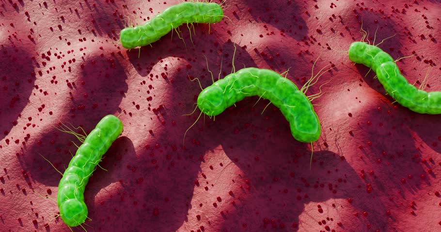 Bacterial organisms with long flagella spreading across moist tissue landscape, highlighting disease mechanism, anatomy structure, and contamination event, 3D Rendering
