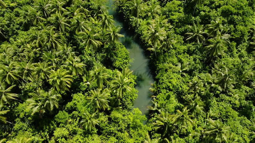 Narrow river surrounded by dense palm tree forest with tropical greenery. Siargao, Philippines.