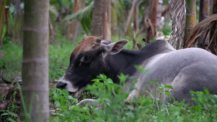 the cow is resting and chewing grass