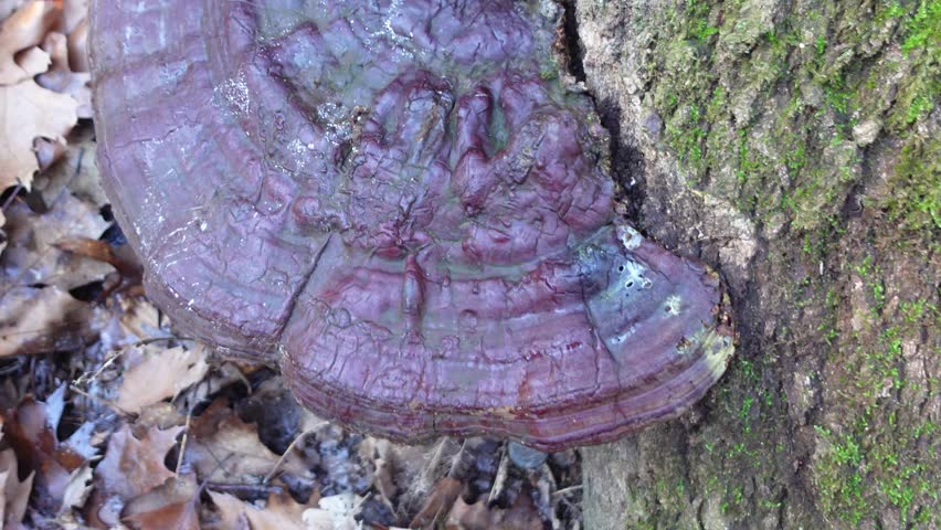 Wild mushrooms of various varieties growing in a dense forest, with mosses and algae covering tree bark.
