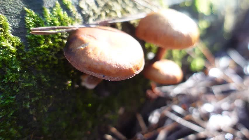 Wild mushrooms of various varieties growing in a dense forest, with mosses and algae covering tree bark.