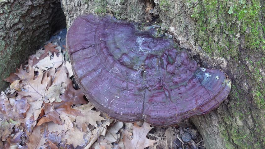 Wild mushrooms of various varieties growing in a dense forest, with mosses and algae covering tree bark.