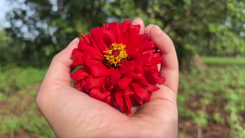 A beautiful red flower held in the hand in the morning with a peaceful atmosphere in the field