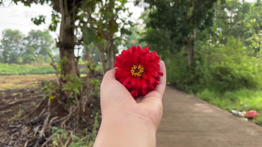 Red zinnia flower held in a human hand with small white insects resting on the petals, set against a green field and blue sky. Natural outdoor scene highlighting biodiversity and nature interaction.