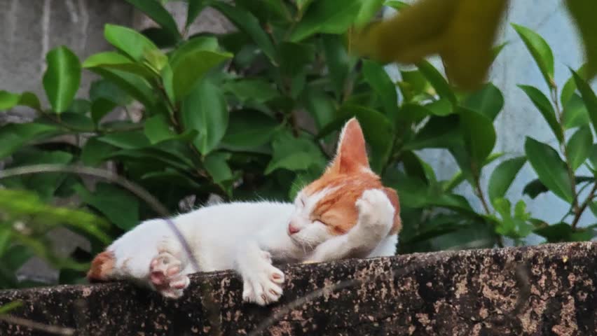 white cat with yellow eyes yawns and opens its mouth.