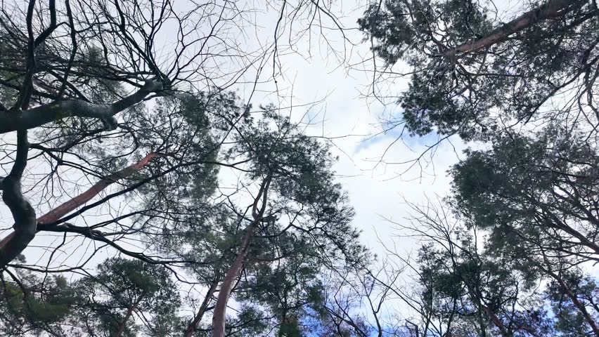 Blue sky seen from the forest