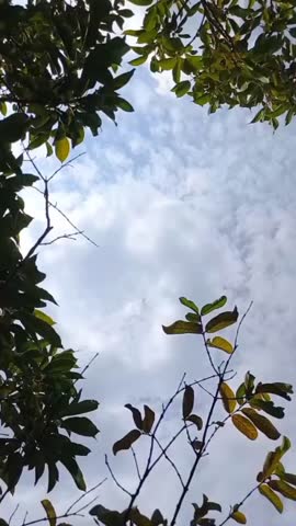 Blue Sky Framed by Green Tree Leaves