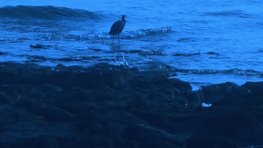 Solitary Heron Stands Guard in Dark Blue Coastal Waves