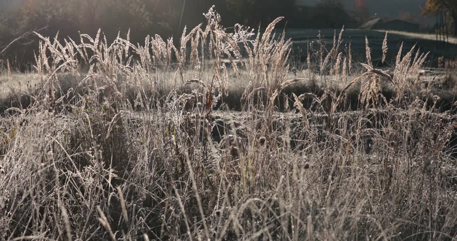 Frost covered grass fills winter landscape during early morning light in of Ukrainian Carpathians Mountains. Wild grass spikelets in the light of winter low sun.