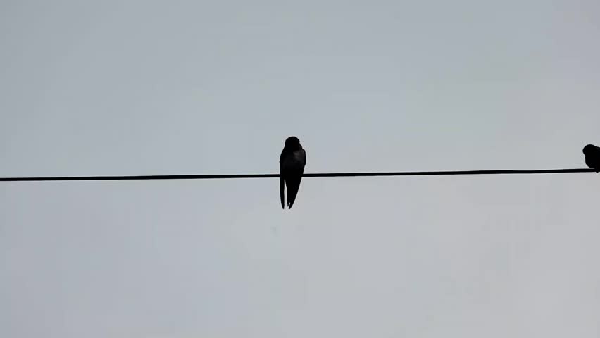 Silhouette of Birds Perching on a Wire Against the Sky