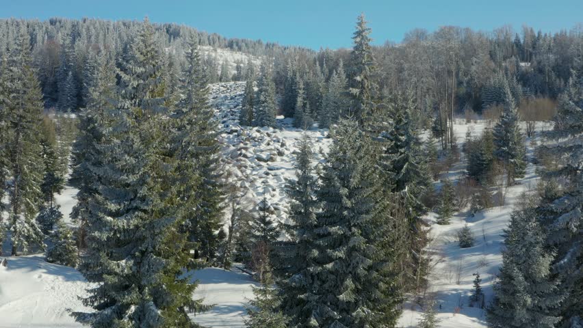 Drone fly over pine trees in snow covered mountain on sunny winter day 4k