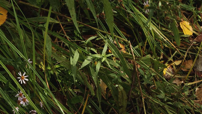 Wild flowers against a backdrop of trees in a yellowed autumn forest
