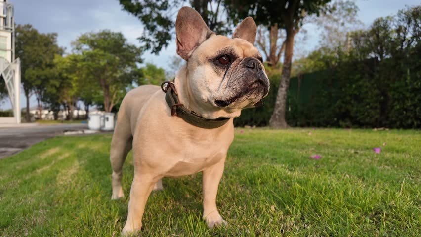 Alert French Bulldog: A captivating French Bulldog stands proudly on a well-manicured lawn, its attentive gaze fixed on an unseen object, revealing its innate curiosity and charm.