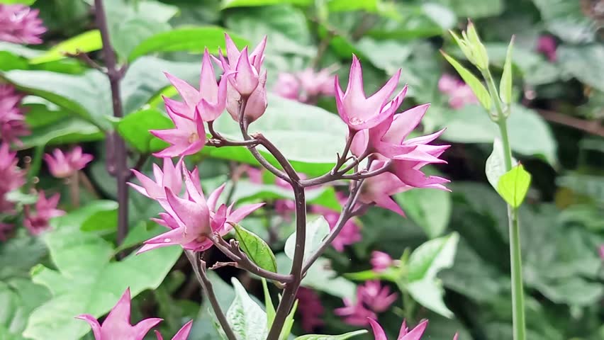 The Betel Leaf Plant (Clerodendrum Thomsoniae). Traditionally, this plant is useful for reducing fever, treating inflammation of the throat and ears, healing wounds, and as an air purifier.