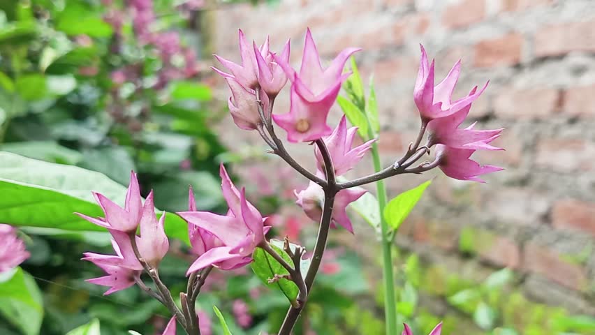 The interesting fact about the Miss Makan Sirih plant (Clerodendrum Thomsoniae) is that it can absorb air pollution, is an environmentally friendly plant, a symbol of good luck and prosperity.