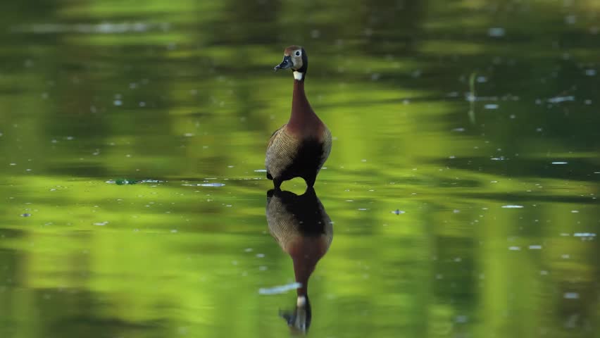 White-faced Whistling Duck - Dendrocygna viduata feeding in a wetland
