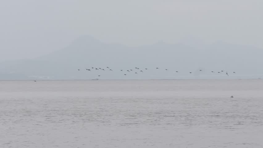 Large group of wild ducks flying and landing on water in Shenzhen Bay park, 4k slow motion footage.
