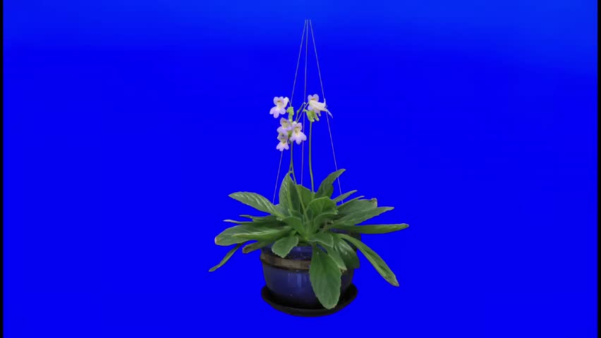 Hanging potted plant with flowers on blue background