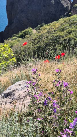 Cliffside, Seascape, Flowers blooming, serene coastal view with vibrant red poppies and purple blossoms, overlooking the calm blue sea, Vertical video.