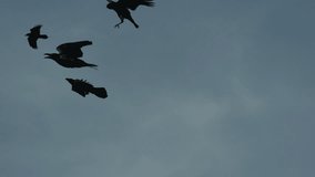 Ravens crows flying, majestic black birds soaring high in a dramatic blue sky - Powered by Shutterstock - Get 15% off with code: PIKWIZARD15
