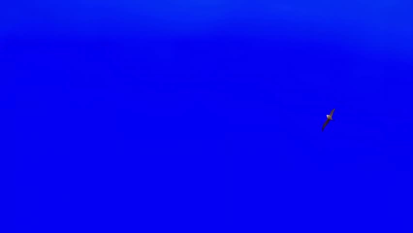 Eagle flying gracefully isolated on blue  background