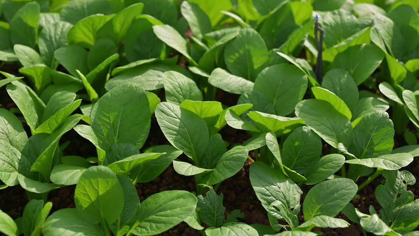 Mustard greens thriving in greenhouse.