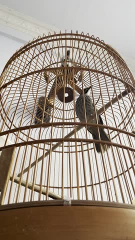 A bird cage inside an aviary environment with several birds resting and moving naturally. The scene shows a calm and peaceful atmosphere, highlighting the cage structure, natural lighting, and daily