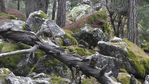 Big rocks with green moss