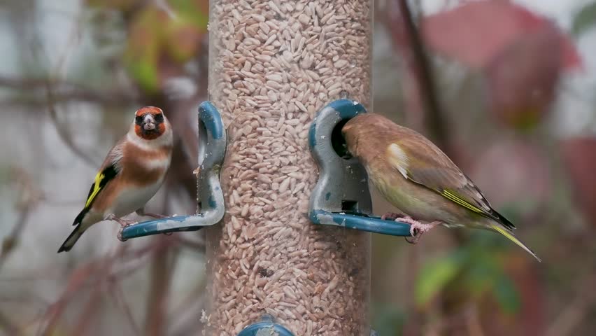 Goldfinch and Greenfinch on a Feeder