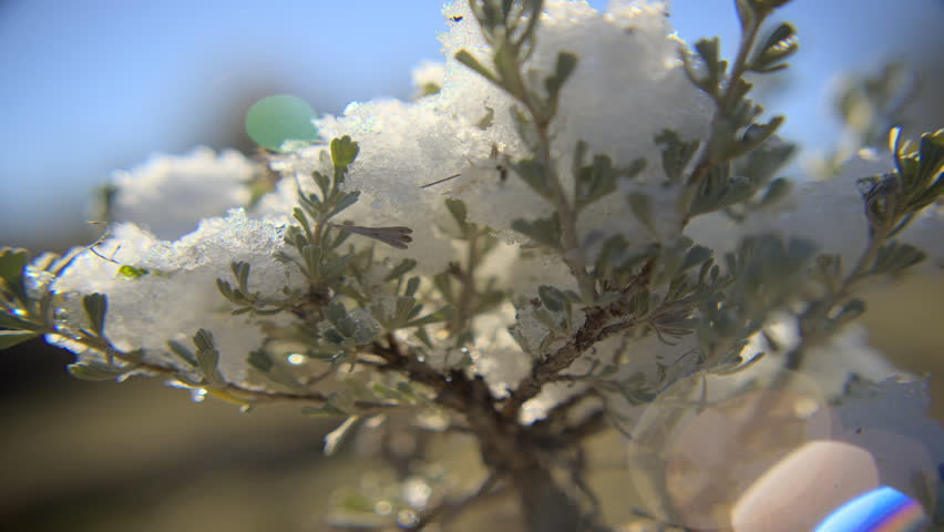 Close up shot of snow melting on a tree in high definition.