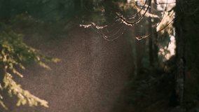 Beautiful macro view of an intricate spider web decorated with glistening dewdrops, illuminated by soft golden light filtering through evergreen forest branches - Powered by Shutterstock - Get 15% off with code: PIKWIZARD15