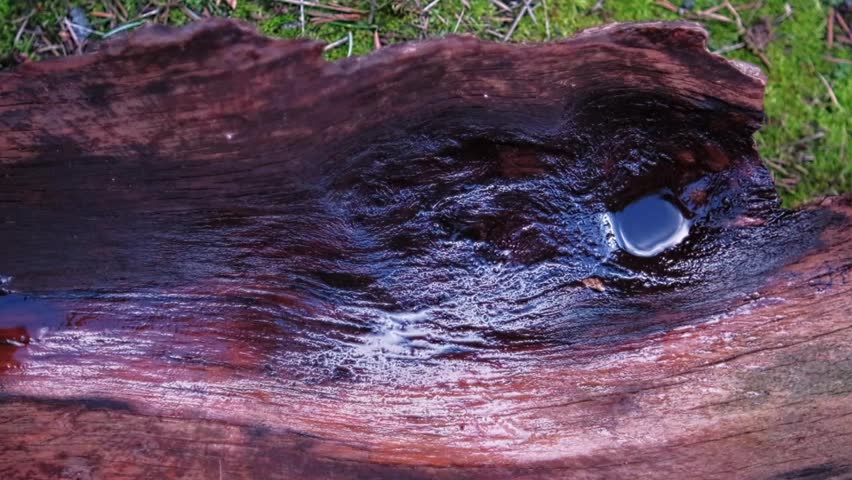 Serene close-up footage of crystal clear water flowing and splashing through a natural channel carved in a fallen log, surrounded by lush green forest floor