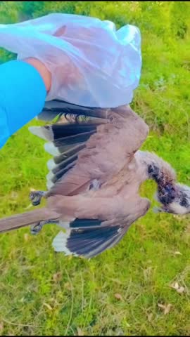 Dead Hornbill Bird in Human Hand | Wildlife Reality and Conservation Concept