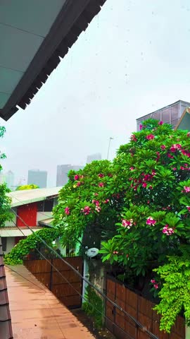 Jakarta, Indonesia - December 14, 2025 

Frangipani flowers that are silent witnesses during the afternoon rain in the city of Jakarta.