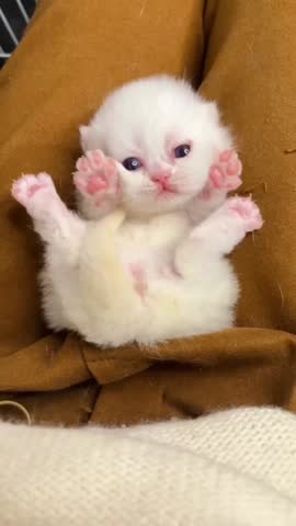 Adorable White Kitten Lying on Back with Paws Up Playfully.